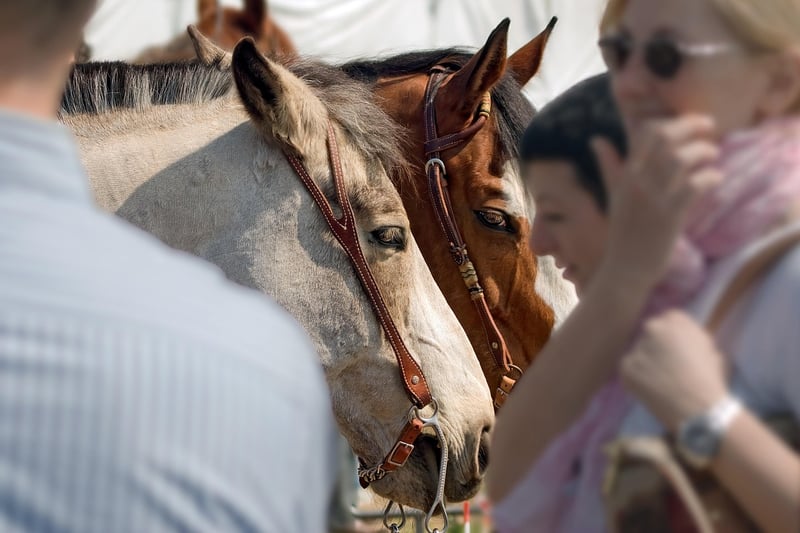 Photo Contests